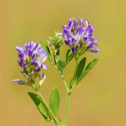 Alfalfa "Ludelis" - 1 kg; sinimailanen - 