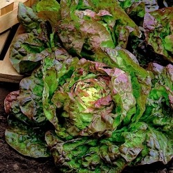 BIO-salat "Marveille 4" - sertifiserte organiske frø - 