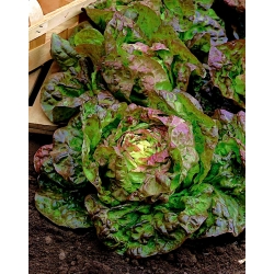 BIO zelena salata "Marveille 4" - certificirano organsko sjeme - 