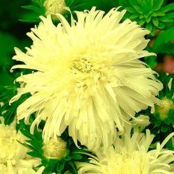 Vysoká chryzantéma aster "Izabela" - 