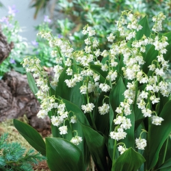 Lily of the valley, dobbeltblomster (Convallaria majalis Prolificans); Maj klokker, Vor Frues tårer, Marias tårer - 
