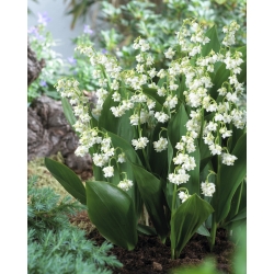 Lily of the valley, dobbeltblomster (Convallaria majalis Prolificans); Maj klokker, Vor Frues tårer, Marias tårer - 