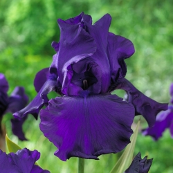Iris "Titan's Glory"; bearded iris