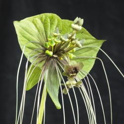 Fleur de chauve-souris noire (Tacca chantrieri) "Green Isle" - 