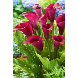Hoa huệ "Sài Gòn"; hoa loa kèn - 