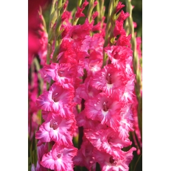 반짝이는 핑크색 꽃이 만발한 글라디올러스-XL 크기 전구 5 개 - 
