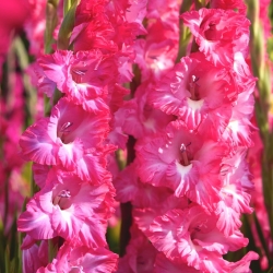 Gladiolus cu flori roz roz - 5 buc. de bulbi de dimensiuni XL