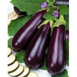 Baklažán 'Violetta Lunga 3'; baklažán -  Solanum melongena - semená