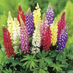 Lupin Russell mélange - 90 graines - Lupinus polyphyllus