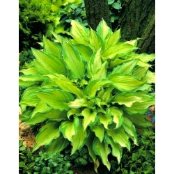 Hosta, Plantain Lily Albopicta - žiarovka / hľuza / koreň