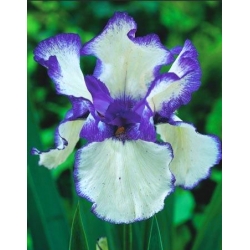 איריס גרמניקה כחול לבן - נורה / פקעת / שורש - Iris germanica