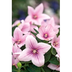Platycodon, fiore a palloncino - Fuji Pink; Bellflower cinese
