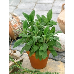 Шалфе́й лека́рственный - 130 семена - Salvia officinalis