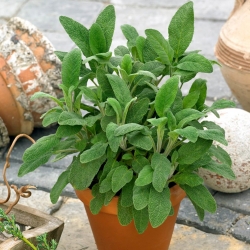 حكيم البذور - سالفيا المخزنية - 130 البذور - Salvia officinalis - ابذرة