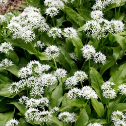 Rams - Løg - 100 frø - Allium ursinum