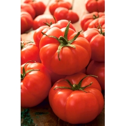 שדה עגבניה גמד 'יטרוש' - מגוון מוקדם, פרודוקטיבי מאוד, מושלם עבור מיץ -  Lycopersicon esculentum - Jutrosz - זרעים