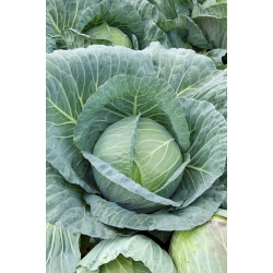 White head cabbage 'Zora' - very early, 60 days from sow to harvest