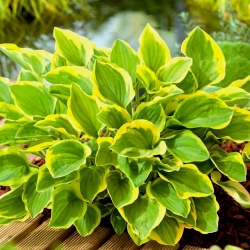 Hosta، Plantain Lily Golden Tiara - بصيلة / درنة / جذر