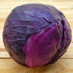Red head cabbage "Mars" - medium-early variety