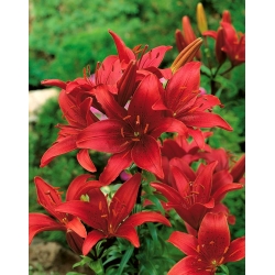Lilium, Lily Asiatic Merah - bebawang / umbi / akar - Lilium 
