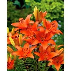 Orange Asiatic lily - Orange - Gói lớn! - 15 chiếc. - 