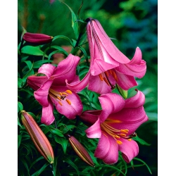 Lilium, Lily Pink Perfection - bulb / tuber / root - Lilium Pink Perfection