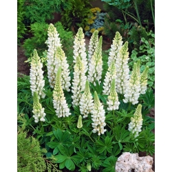 Lupin - hvid - White - Lupinus hybridus