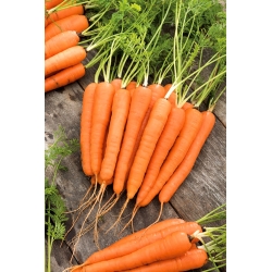 Морква "Ленка" - середньо пізній сорт - СЕМІНСЬКА ЛЕНТКА - Daucus carota ssp. sativus  - насіння