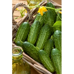 Cucumber 'Gomes' - medium early, extremely productive variety ideal for short pickling
