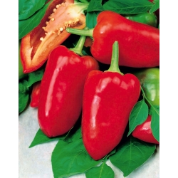 Paprika „Caryca - Tzarin“ - červená, skorá odroda na pestovanie v tuneloch a na poli -  Capsicum annuum - Caryca - semená
