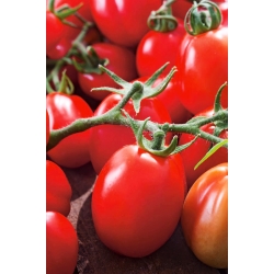 Dwarf field tomato 'Chrobry' - medium late, extremely productive variety