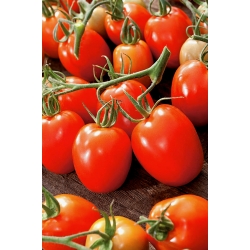Dwarf field tomato 'Granite' - medium late variety producing firm fruit