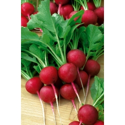 Radish 'Ramona' - mid-early, for cultivation in the field and under covers