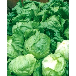 Iceberg lettuce 'Bakata' - medium-late variety