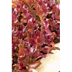 Зелена салата 'Бисциа Росса' - за резано лишће, узгој у пољу и контејнерима - Lactuca sativa - Biscia Rossa - семе