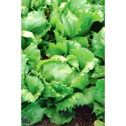 Ledena salata 'Kwiryna' - rana sorta -  Lactuca sativa - Kwiryna - sjemenke