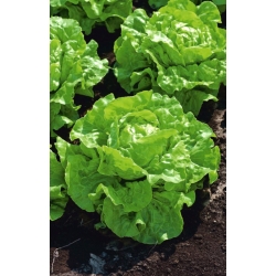 Зелений вершковий салат "Marta Zielona" - для вирощування в тунелях і в польових умовах -  Lactuca sativa - Marta Zielona - насіння