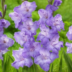 Gladiolus "Milka" - 5 kpl - 