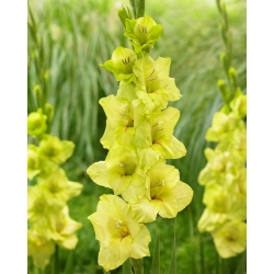 Gladiolus "Prima Verde" - 5 kpl - 