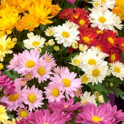 Indian chrysanthemum with double flowers - 120 seeds