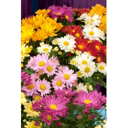 Indian chrysanthemum with double flowers - 120 seeds
