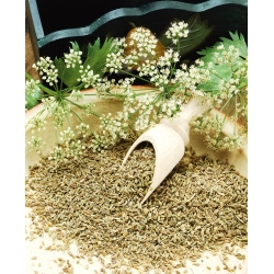 Anís verde - 200 semillas - Pimpinella anisum