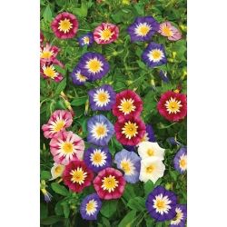 Morning Glory seeds - Convolvulus Tricolor - 200 seeds