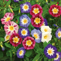 Morning Glory Red Ensign seeds - Convolvulus Tricolor - 200 zaden