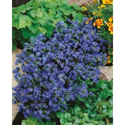 Summer Forget-Me-Not seeds - Anchusa capensis - 250 دانه