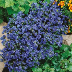Summer Forget-Me-Not seeds - Anchusa capensis - 250 دانه