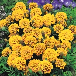 Marigold Yellow Fire seeds - Tagetes patula nana fl. pl. - 350 biji - Tagetes patula L. - benih