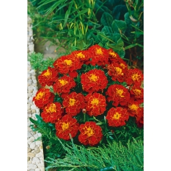 Marigold Aurora Kırmızı tohumlar -. pl. - 350 tohum - Tagetes patula L.