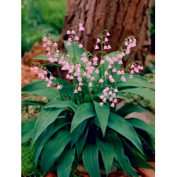 Liljekonval - pink - Convallaria majalis