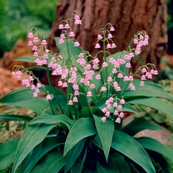 Liljekonval - pink - Convallaria majalis